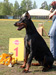 3 years, CW of Dobermann Specialty show --Championship of StPetersburg-2010--