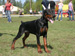 3.5 months, Best Baby male in colour of Dobermann Specialty show --Championship of StPetersburg-2010--