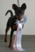 6  months, Best Puppy of World Dog Show 2012