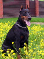 SJ Amazonka