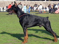 SJ Kardinal