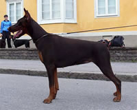 SJ Karelia