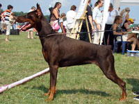 SJ Karelia