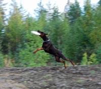 SJ Karelia