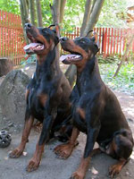 SJ Nikole and SJ Nazar