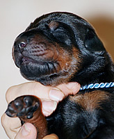 puppy