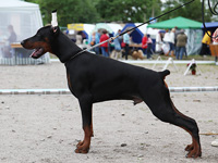 SJ Ruslan