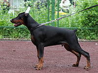 SJ Ruslan