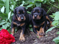 dobermann puppy