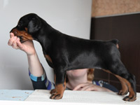 dobermann puppy