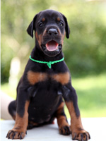dobermann puppy