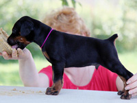 dobermann puppy