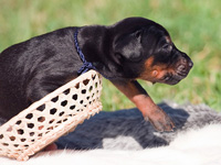 dobermann puppy