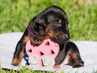 dobermann puppy