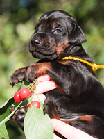 dobermann puppy