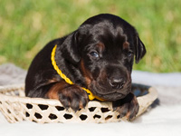 dobermann puppy