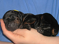 dobermann puppy