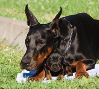 dobermann puppy
