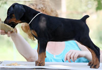 dobermann puppy