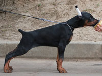 dobermann puppy