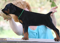 dobermann puppy