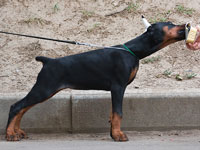 dobermann puppy