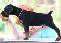 dobermann puppy