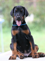 dobermann puppy