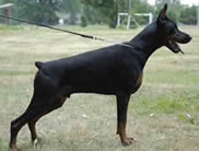 Livonijas Ikos Immortal