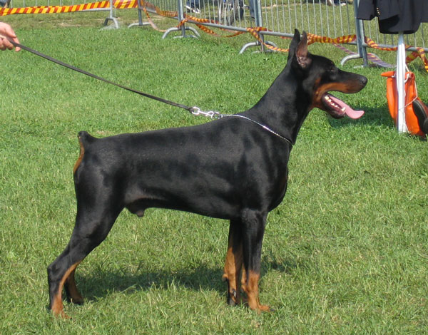 Tom-Dober_Hagi1
