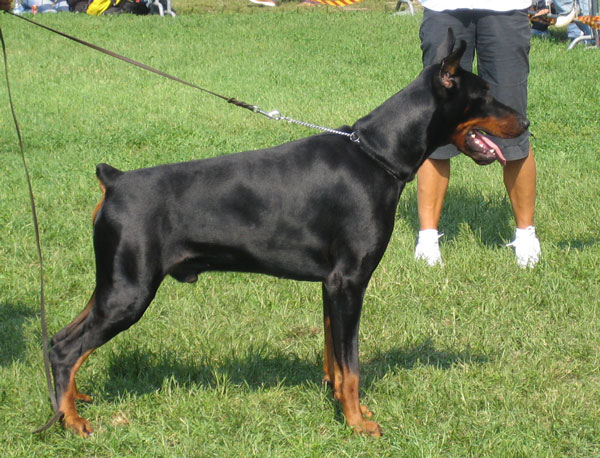 Zasko_Zoran_del_Citone1
