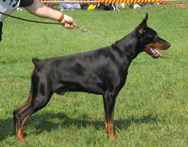 Zasko_Zoran_del_Citone2