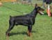 Tom-Dober_Hagi1