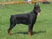 Tom-Dober_Hagi2