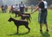 puppy_brown_male