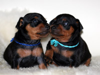 zwergpinscher's puppies